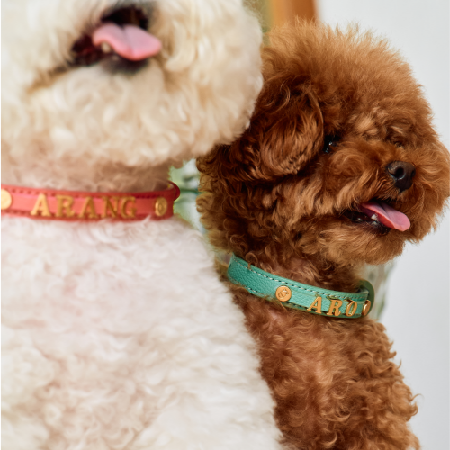 Trevi Collar